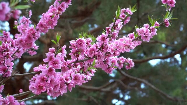 Pink Japanese plum blossoms swaying in the wind during spring
