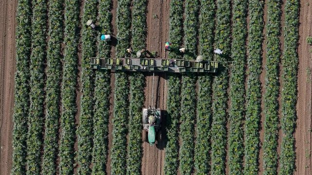 Aerial view of workers harvesting zucchini from long green rows in an Italian field