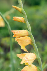 Vertical gladiolus spike with fresh orange‑yellow blossoms and dew‑covered petals in garden setting © Mikhail Mishchenko