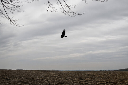 Black crow flying over empty plowed field under overcast sky, omen and augury concept