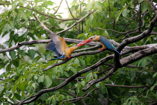 Two Stork-billed Kingfishers perched among tree branches, with one bird holding a fish in its bill and preparing to feed the other, capturing an intimate wildlife moment, courtship feeding moment