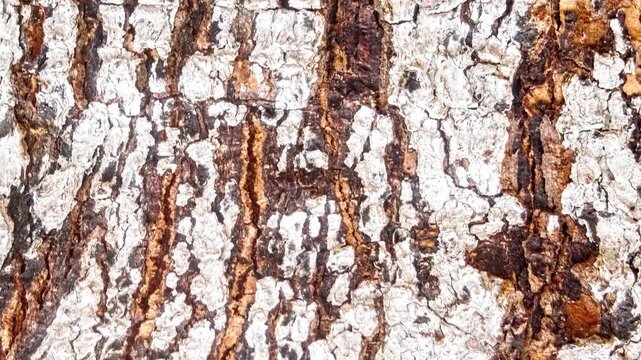Seamless rotating loop of a natural rough tree bark texture featuring intricate organic wood patterns, brown lines, and white surface details.