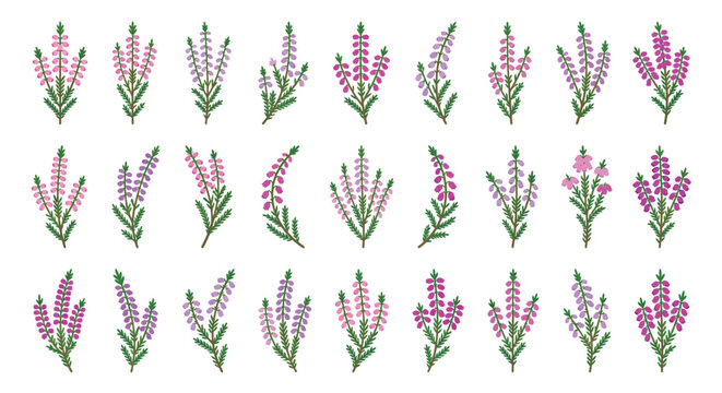 Heather Flower Sprigs Collection Vector Botanical Set
