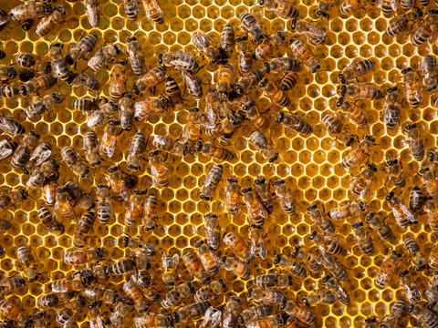 Summer activities of bees inside the hive.