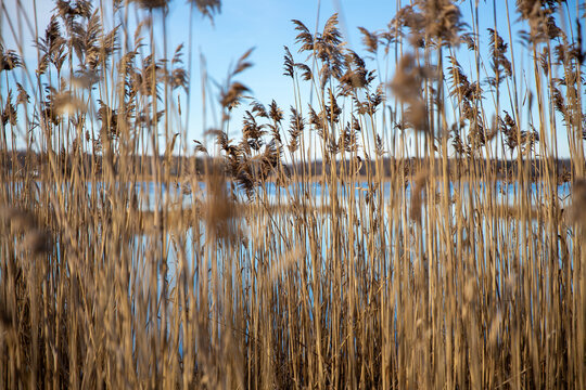 Golden Marsh Reeds on a Coastal Waterway