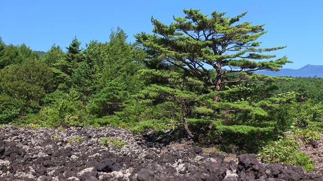 溶岩流と風に揺れる木が見える山の風景。