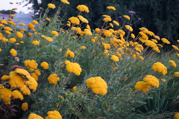 Cluster of bright yellow yarrow flowers blooming in dense field with fine green foliage and small purple flower accents in background. © MairhLu