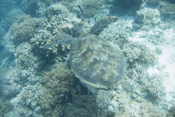 The patterned shell and extended flippers are visible from above against coral and sand. © Masakazu Tokashiki