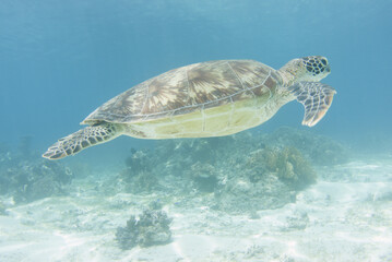 A single turtle extends its front flippers while crossing clear tropical water. © Masakazu Tokashiki