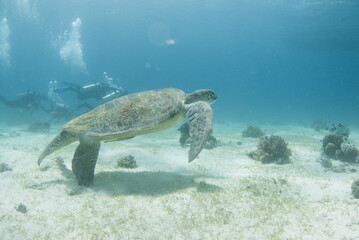 Naklejka premium The turtle lifts from the seabed and extends its flippers with divers softly visible behind it.
