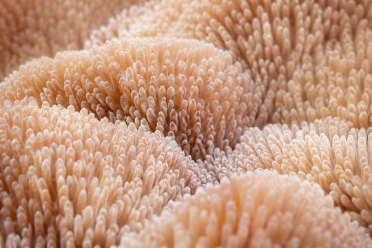 Close-up view of dense surface covered in tiny finger-like coral structures, neutral beige tones.