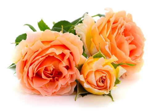 Three orange roses isolated on white background