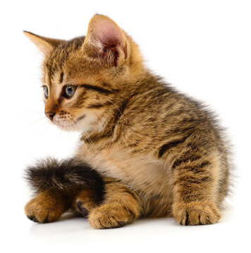 Small tabby kitten sitting isolated on white background
