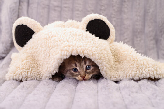 Small tabby kitten hiding under soft white blanket on grey plaid
