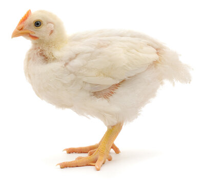 White broiler chicken standing isolated on white background