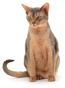 Abyssinian cat sitting isolated on white background
