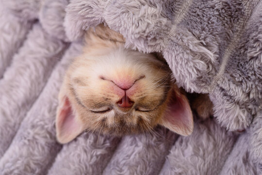 Small kitten sleeping upside down under fluffy grey blanket