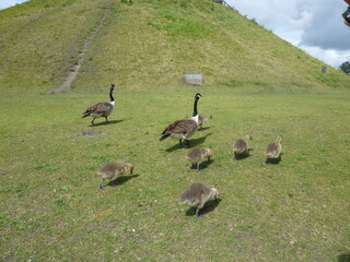 Canada geese family on a stroll © zhengshan