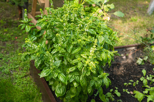 Basil plant with green leaves growing in a garden bed  