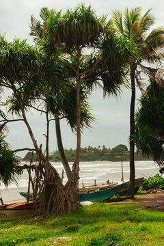 Tropical coastline with traditional fishing boats under palm trees in Sri Lanka