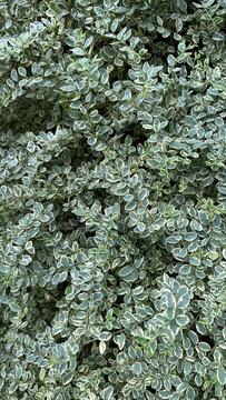 Dense variegated foliage with small green and white leaves