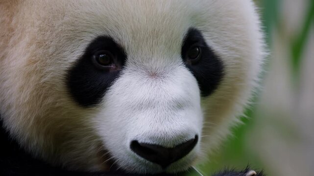 Panda face remains calmly framed in close view as soft fur texture and dark eye markings stay visible against blurred green foliage background with gentle natural lighting and serene wildlife detail