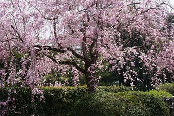 Naklejka premium Weeping cherry tree in full bloom above a trimmed hedge