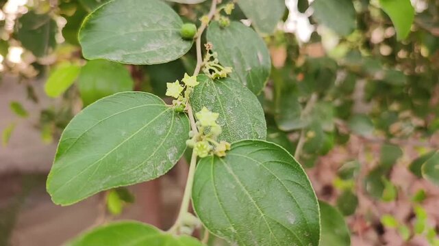 Green jujube leaves and tiny blooms