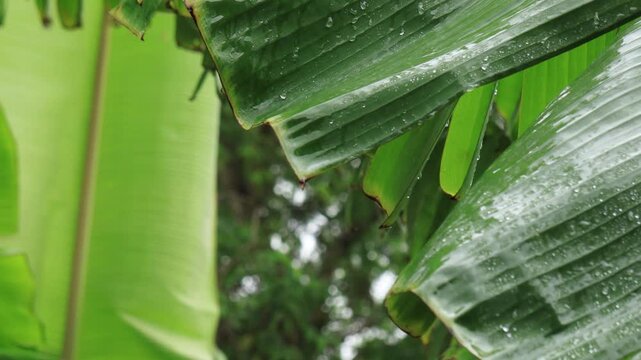 Close up water drop on green banana leaf. Banana leaf after heavy rain