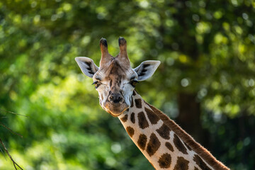 Obraz premium Front-facing giraffe portrait with its head and long neck centered against softly blurred green woodland foliage, showing detailed facial markings, ossicones and large ears with copy space