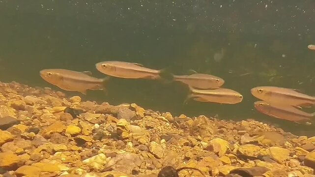 Fish swimming in a forest stream