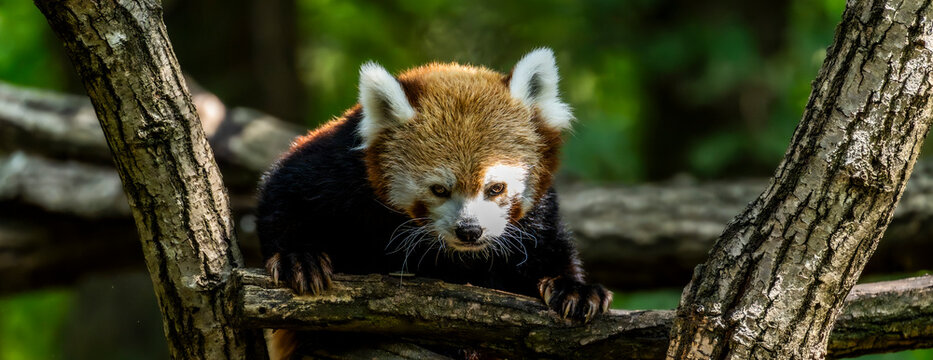 Red panda facing the camera while gripping a tree branch, with reddish brown fur, white ears and facial markings framed by tree trunks