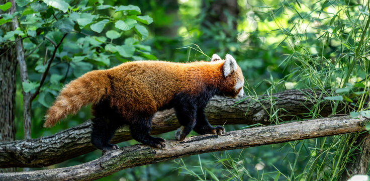 Red panda walking along a tree branch in a green forest, showing its reddish coat, black legs and long bushy tail among leaves and woodland vegetation