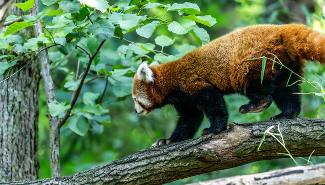 Red panda walking across a tree branch in dense green woodland, showing its reddish fur, black legs and large bushy tail in a natural forest setting