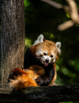 Red panda sitting on a tree branch beside a trunk, looking toward the camera with its tongue visible and reddish fur in the forest