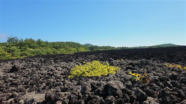 荒涼とした溶岩流の先に森が見える風景。
