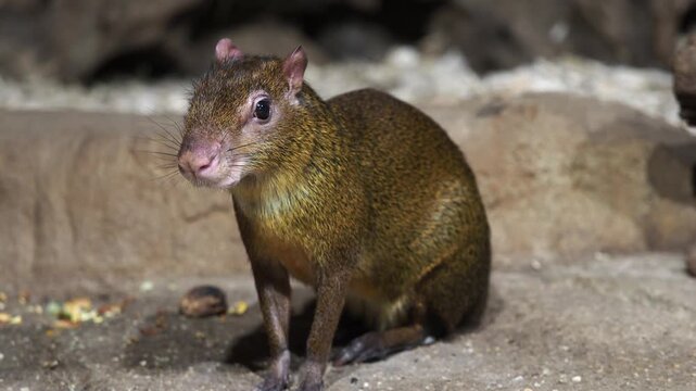 Agouti rodent with brown fur standing on the ground, looking for food