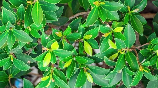 Seamless rotating loop of vibrant tropical green leaves on a lush garden bush, featuring fresh glossy plant foliage and natural shrub patterns.