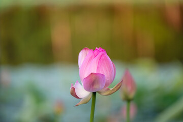 Close‑up of pink lotus bud with soft green leaves in calm natural outdoor setting © Mikhail Mishchenko