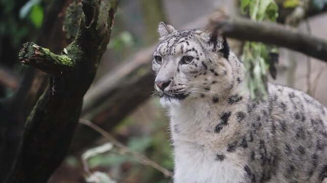 Snow leopard displaying spotted fur and camouflage in its habitat