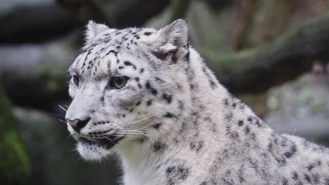 Snow leopard resting, observing environment with its striking coat