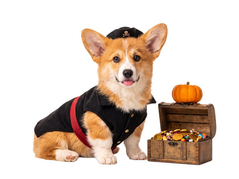 Corgi Puppy in Pirate Costume with Treasure Chest and Candy on Transparent Background