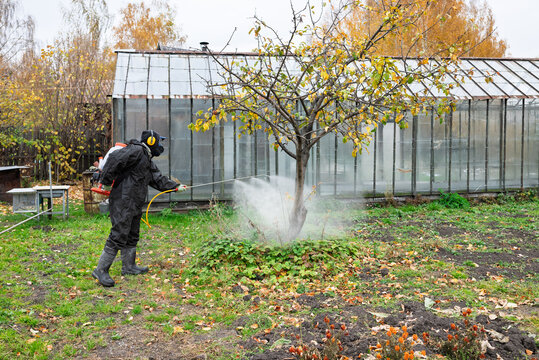 man in mask and overalls sprays garden with against pests in autumn.