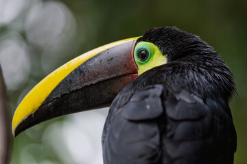 Profile close-up portrait of a yellow-throated toucan head against lush background © RdB