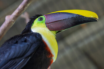 Yellow-throated toucan perched on a tree branch looking towards camera © RdB