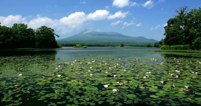 大沼公園のスイレンと駒ヶ岳