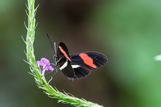 Small red and black butterfly resting on a purple wildflower stem