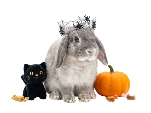 Bunny with Spider Web Crown and Black Cat Plush on Transparent Background
