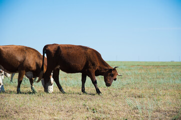 Cows grazing on pasture © SGr