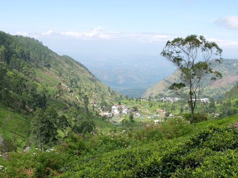 Lush Green Tea Plantations in the Mountain Valley of Haputale, Sri Lanka. Panoramic Agricultural Hill Country Landscape with Rural Village and Trees under Sunny Sky
